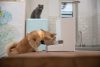 Xiaomi Smart Pet Food Feeder EU/BHR6143EU