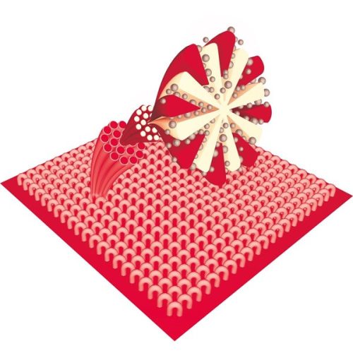 LAMART LT8036 Mop 2in1 32x11cm PUSH