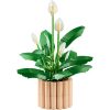 LEGO® Botanicals Vitorlavirág, virágdekoráció 11504