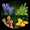 LEGO® Botanicals Erdei gombák 11505